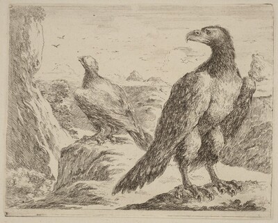Two Eagles, Both with Heads Turned to the Left