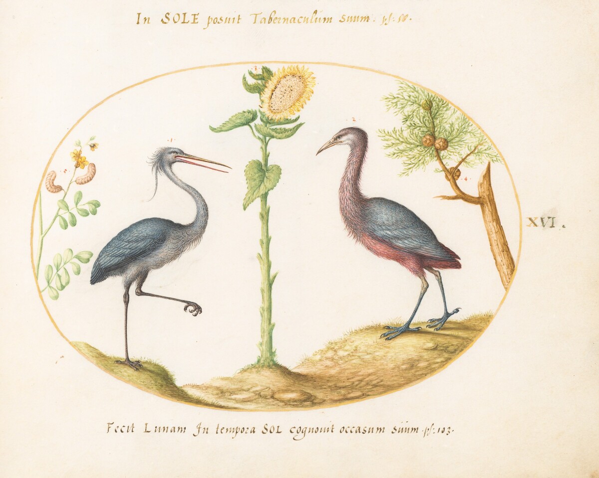 Plate 16: Gray Heron and Purple Heron(?)  with a Sunflower by Joris Hoefnagel