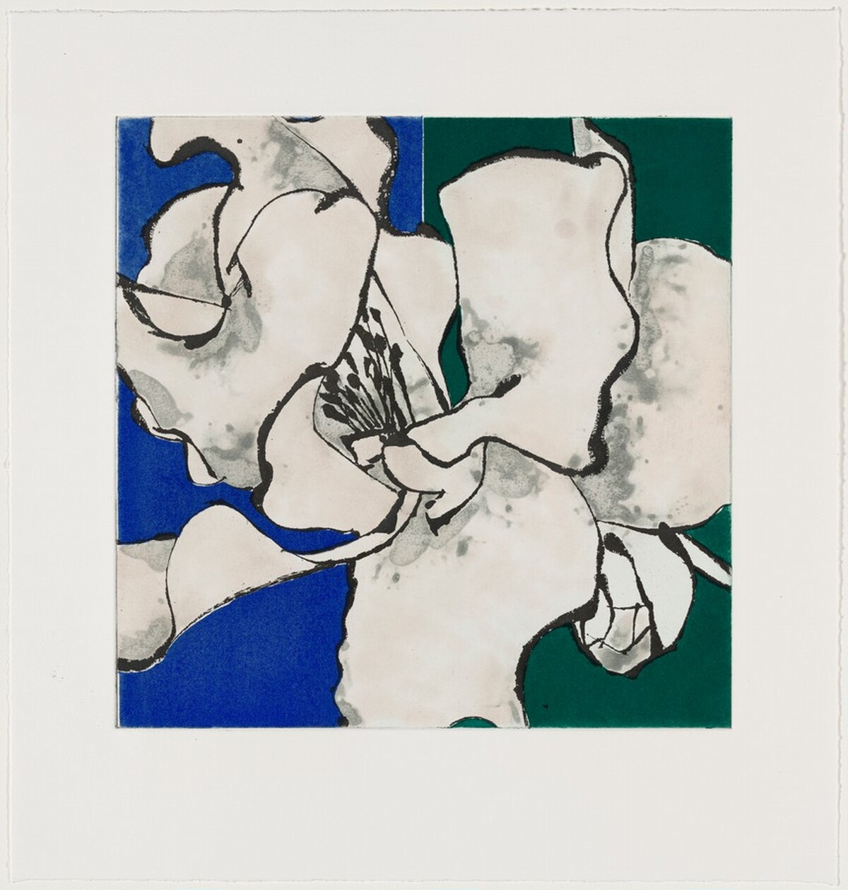Camellia Pink [working proof 7] by Robert Kushner