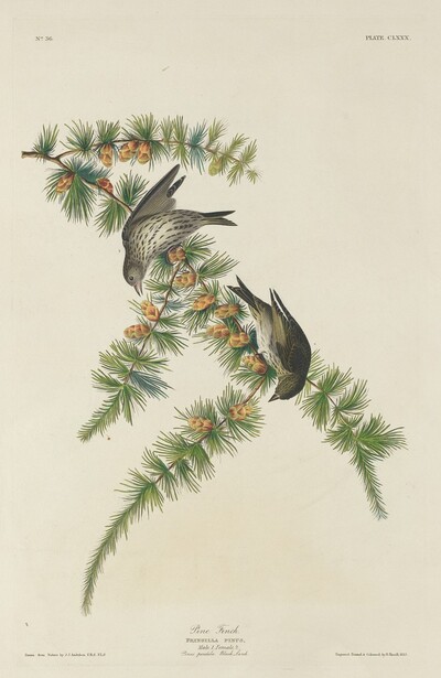 Pine Finch