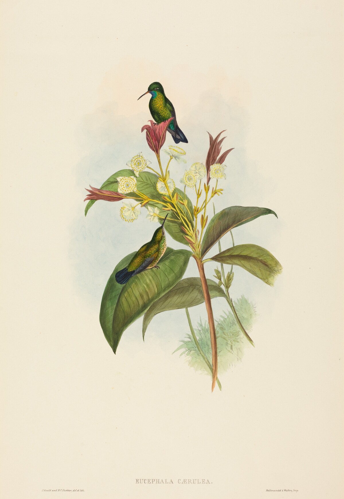 Eucephala caerulea (Blue-chinned Sapphire) by John Gould and H.C. Richter