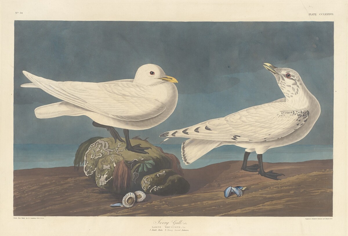 Ivory Gull by Robert Havell after John James Audubon