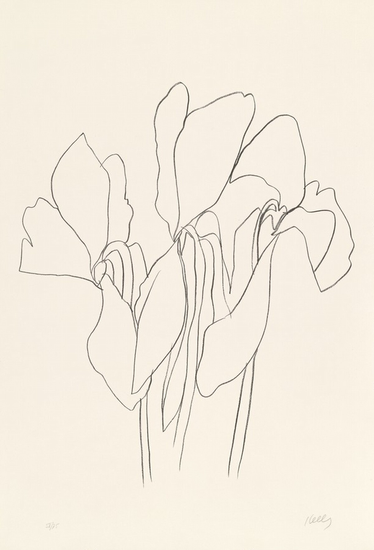 Cyclamen V by Ellsworth Kelly