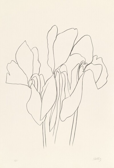 Cyclamen V