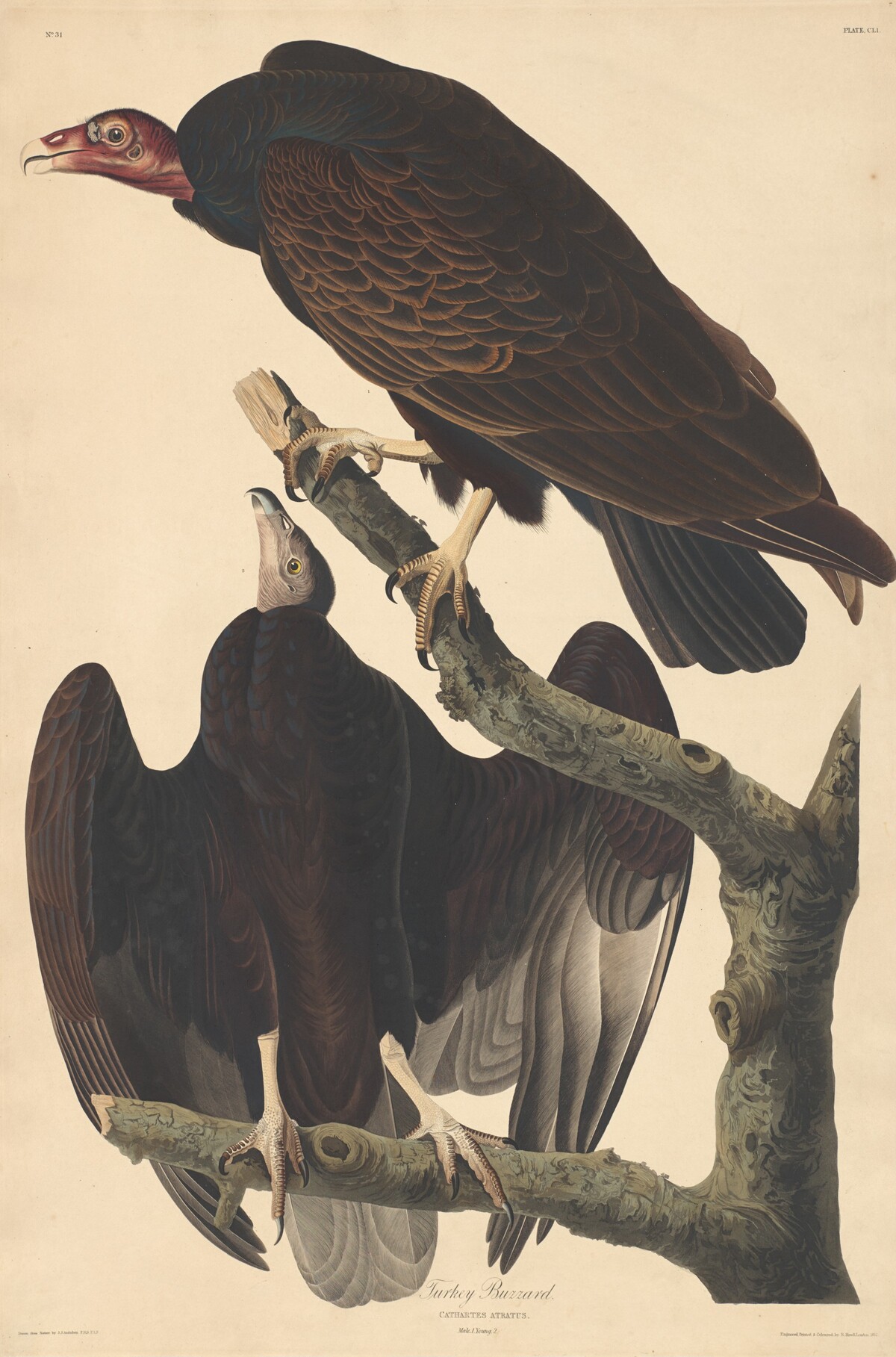 Turkey Buzzard by Robert Havell after John James Audubon