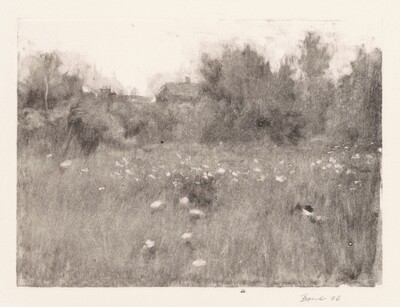 Queen Anne's Lace