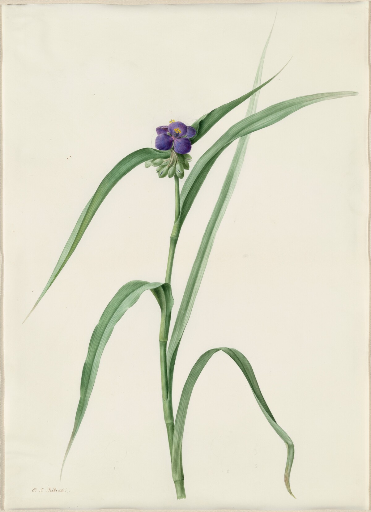 Tradescantia virginica by Pierre Joseph Redouté