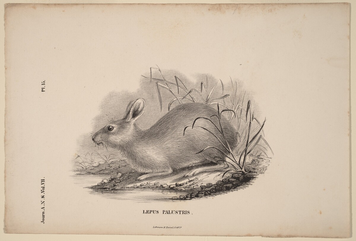 Lepus Palustris by Titian Ramsay Peale