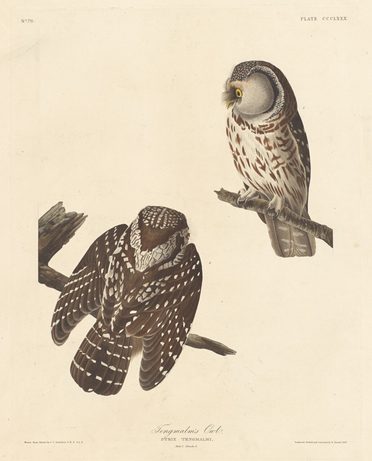 Tengmalm's Owl by Robert Havell after John James Audubon