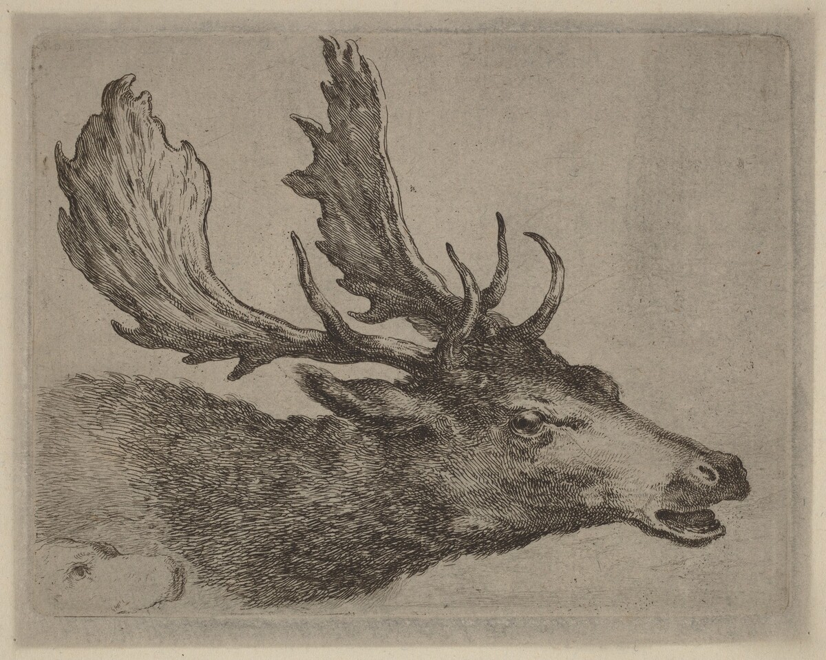 Head of a Stag Turned Right by Stefano Della Bella