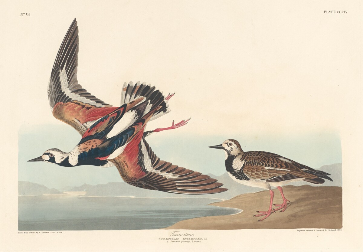 Turn-stone by Robert Havell after John James Audubon