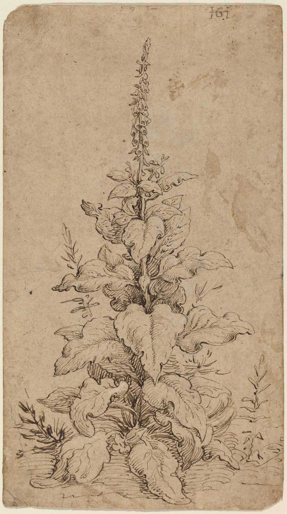 A Foxglove in Bloom by Hendrik Goltzius
