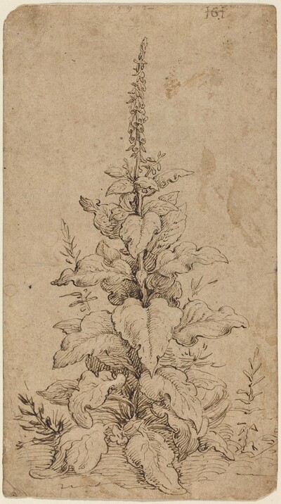 A Foxglove in Bloom