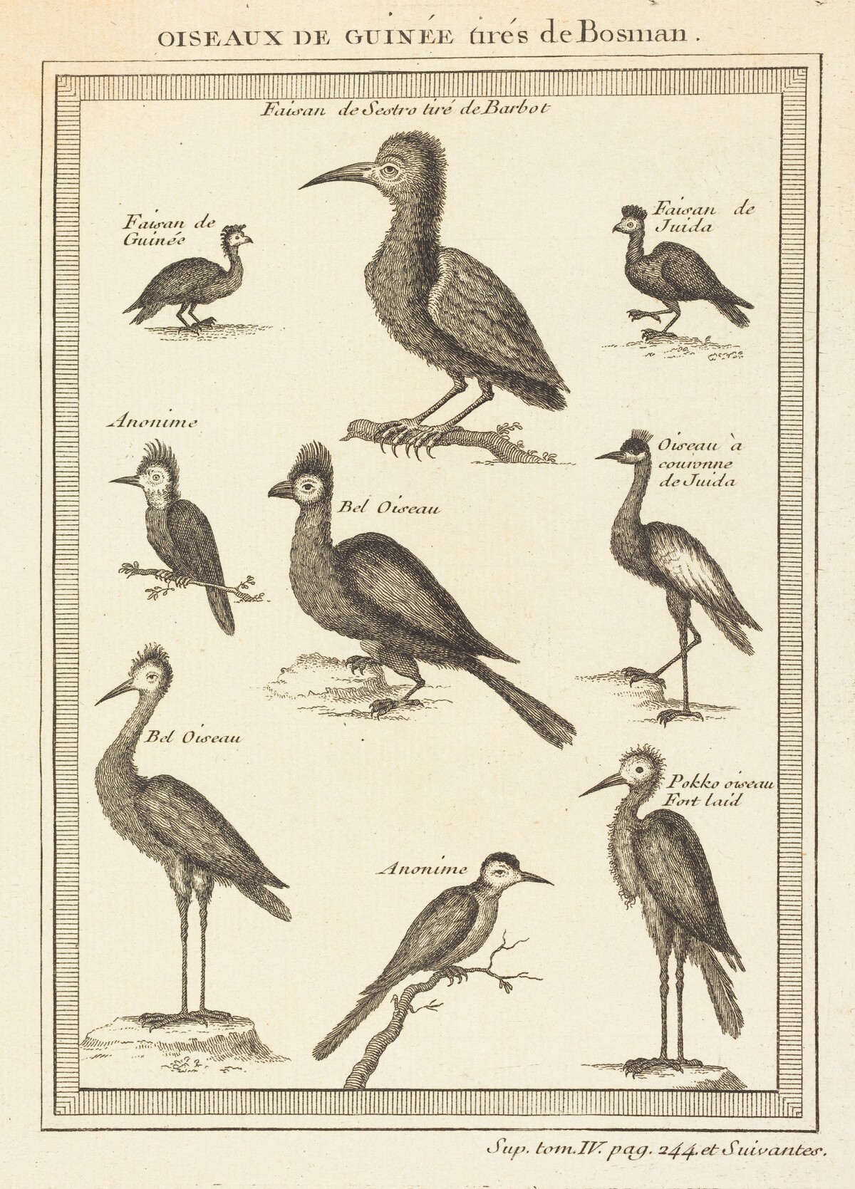 Oiseaux de guinee tires de bosman by French 18th Century
