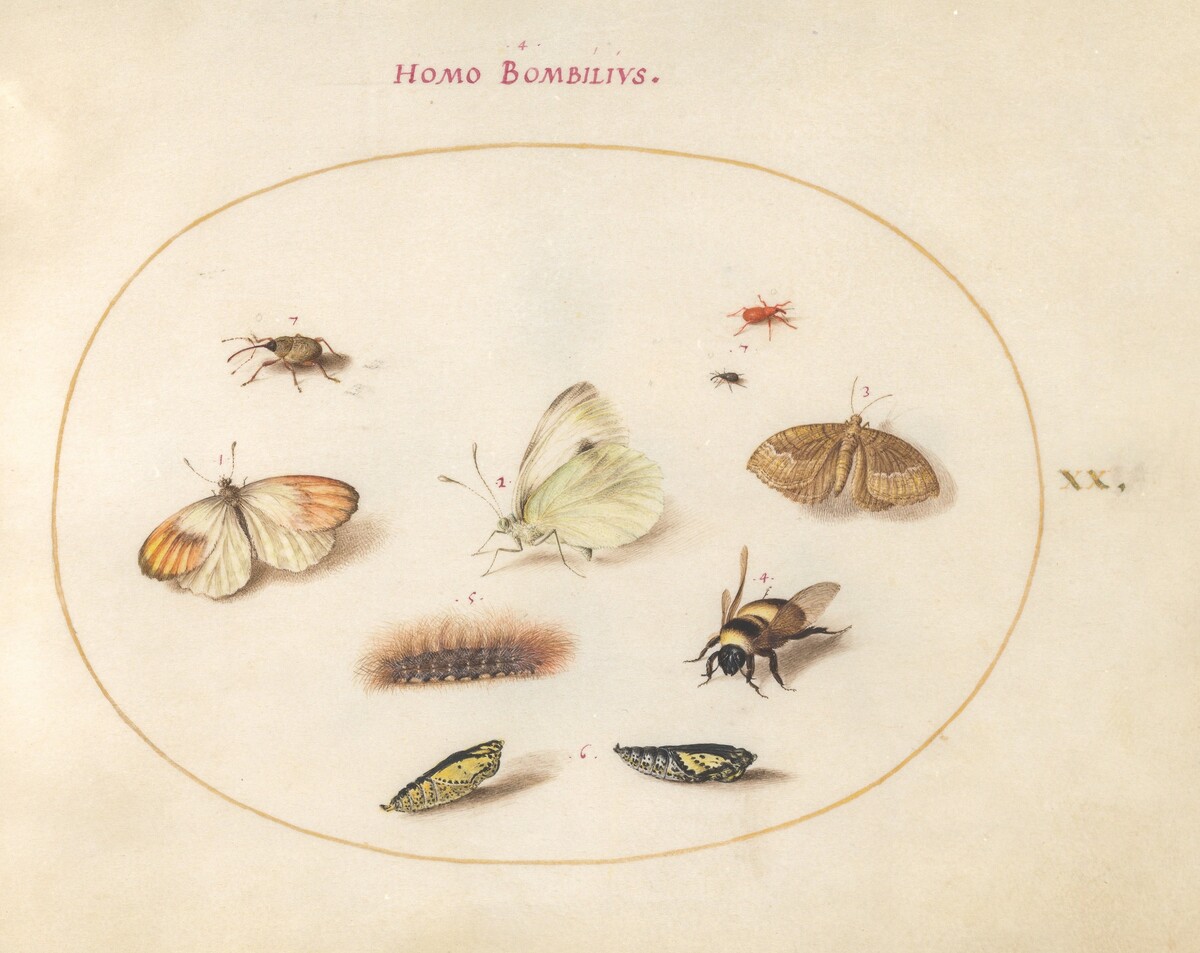 Plate 20: Three Butterflies, a Caterpillar, a Bee, Two Chrysalides, and Three Weevils by Joris Hoefnagel
