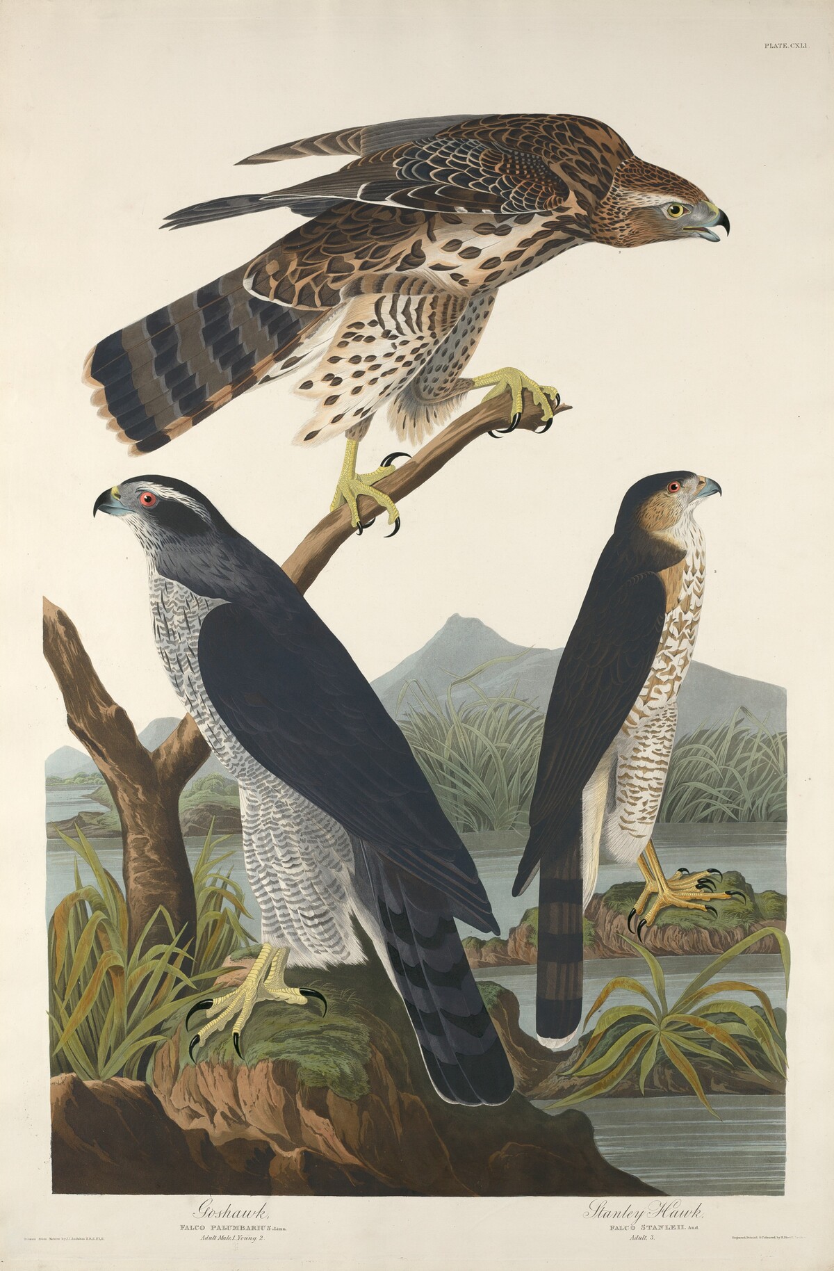 Goshawk and Stanley Hawk by Robert Havell after John James Audubon