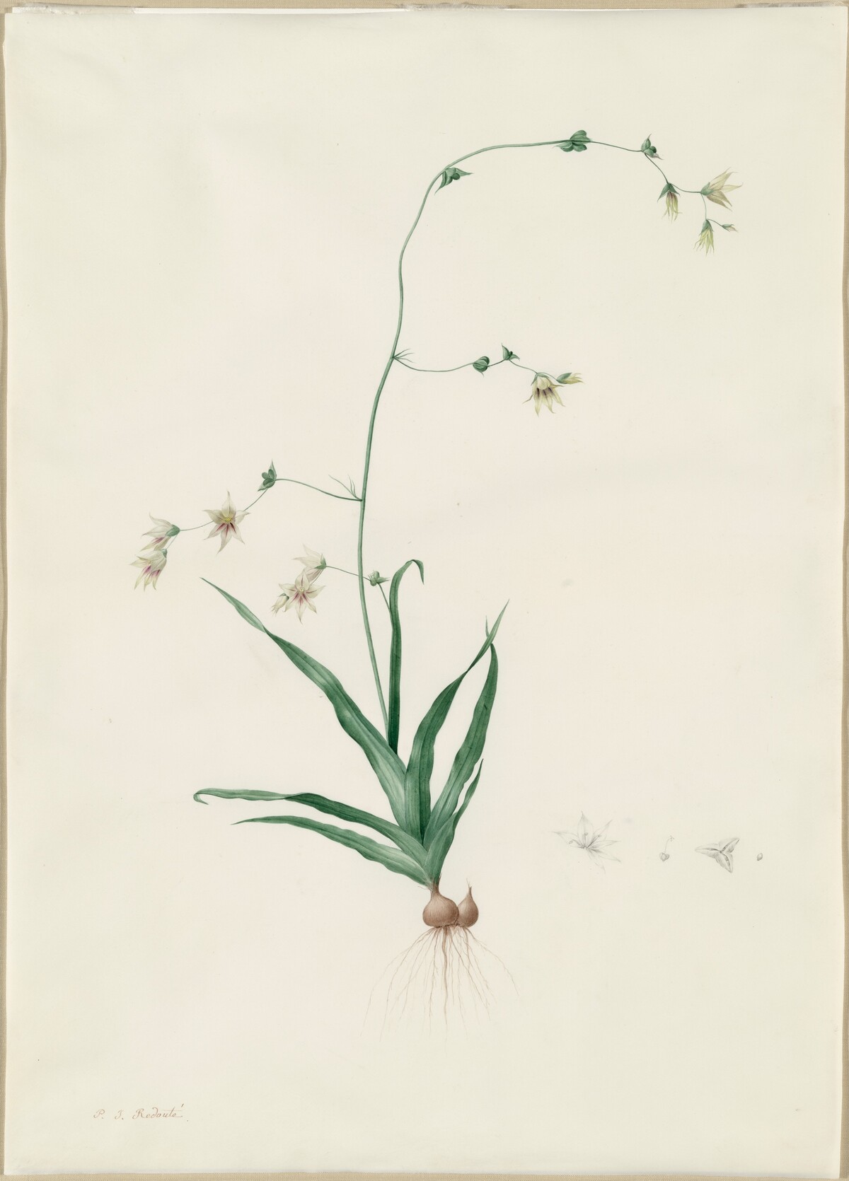 Diasia iridifolia by Pierre Joseph Redouté