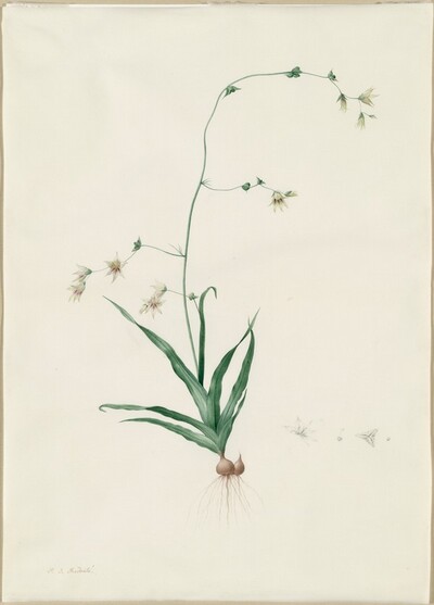 Diasia iridifolia