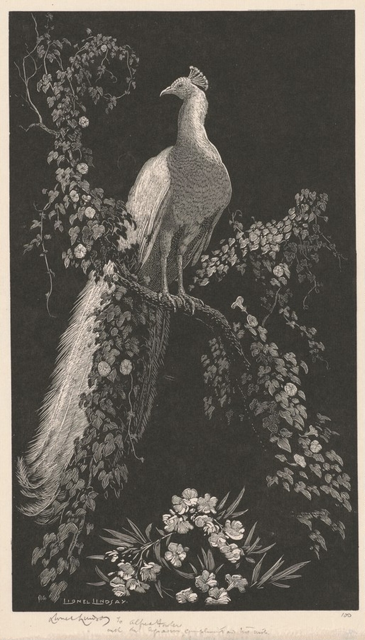 Morning Glory by Lionel Lindsay