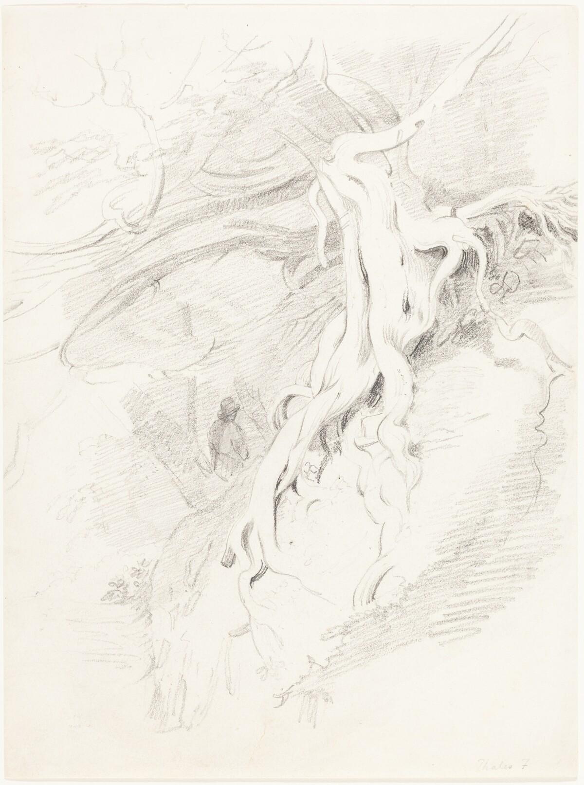 The Yew at Clifton by Thales Fielding
