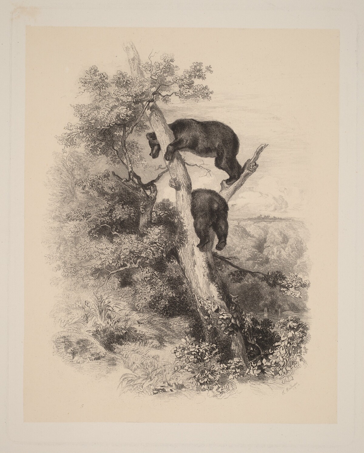 Deux Ours by Karl Bodmer