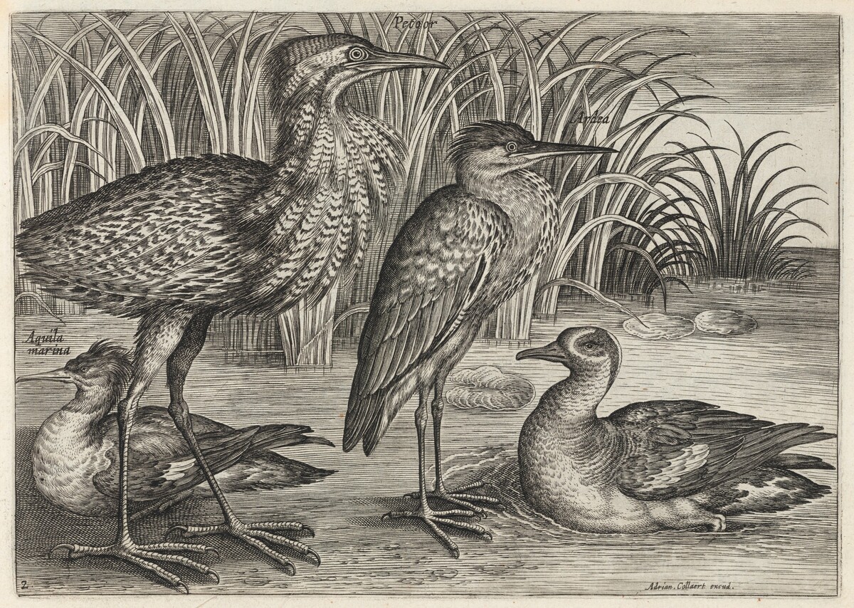 Sawbill, Bittern, Heron and Teal by Adriaen Collaert