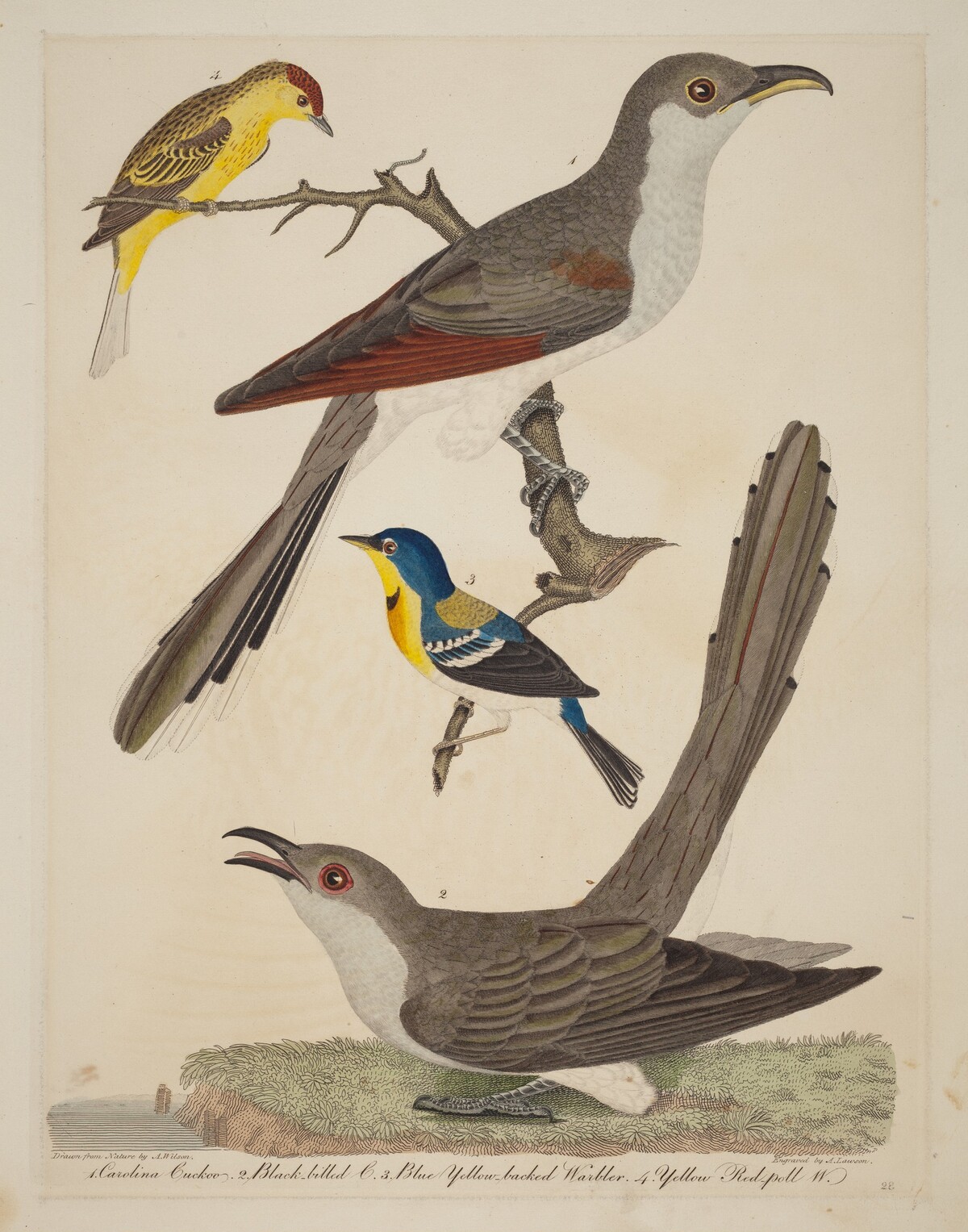 Carolina Cuckoo, Black-billed Cuckoo, Blue Yellow-backed Warbler, and Yellow Red-poll Warbler by Alexander Lawson after Alexander Wilson