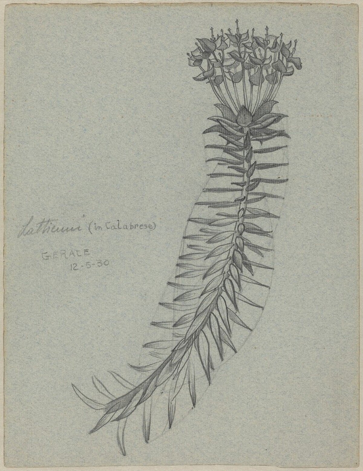 Latticuno [Euphorbia dendroides] (recto) by M.C. Escher
