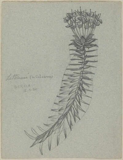 Latticuno [Euphorbia dendroides] (recto)