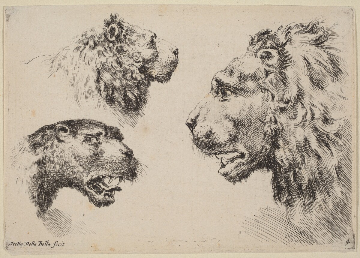 Three Lion Heads by Stefano Della Bella