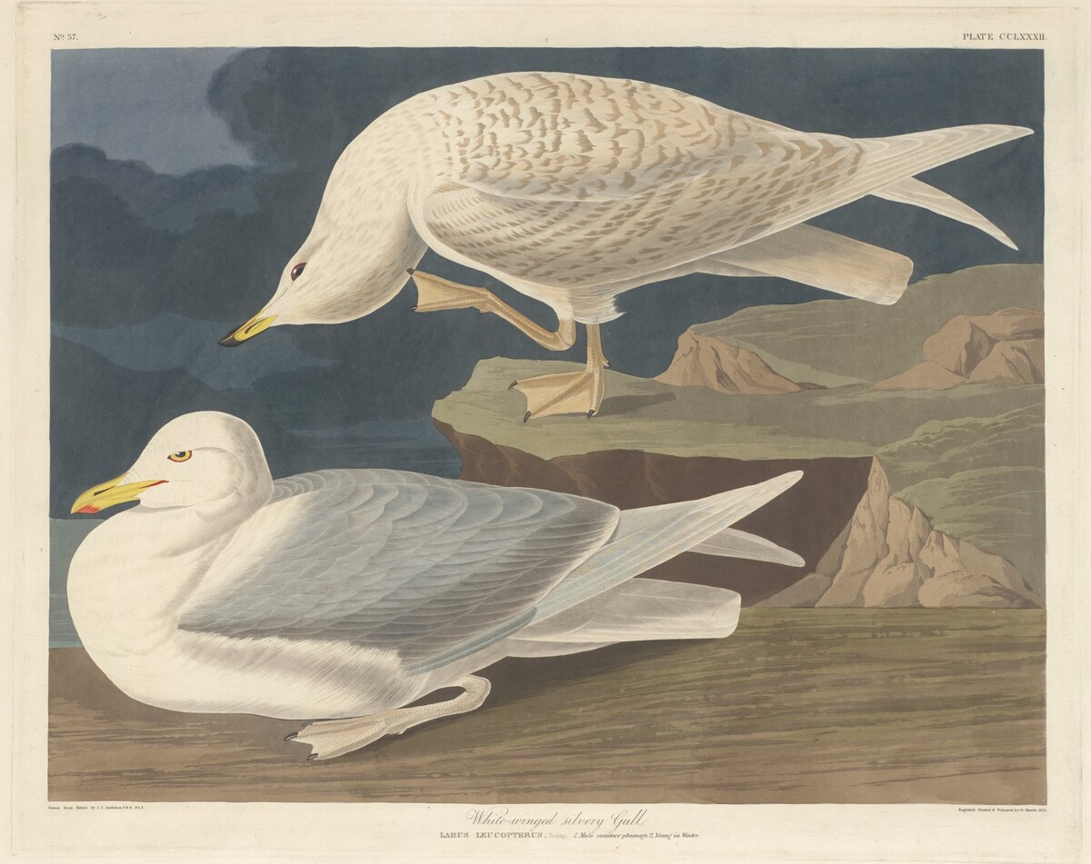 White-winged Silvery Gull by Robert Havell after John James Audubon