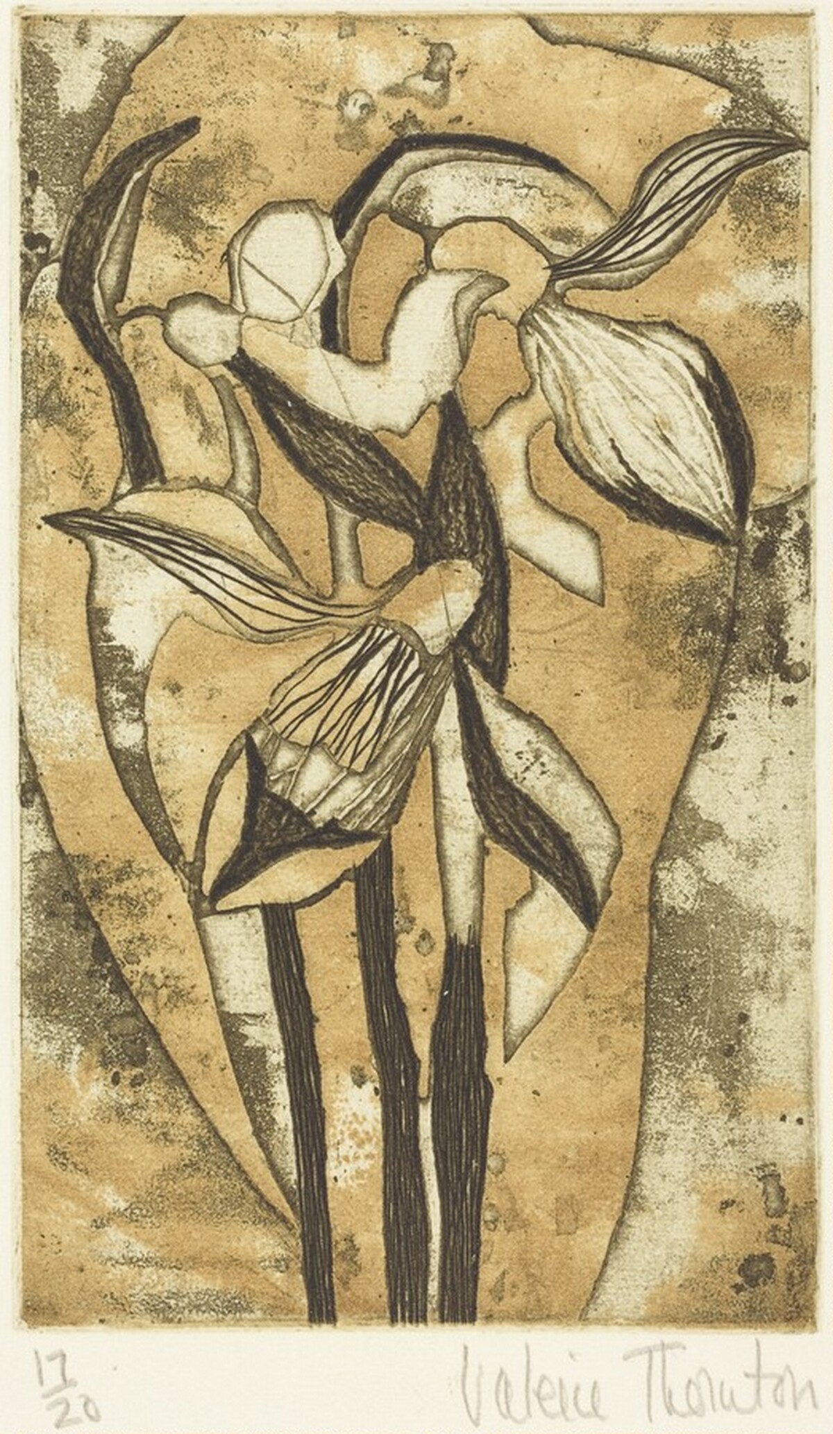 Snowdrops by Valerie Thornton