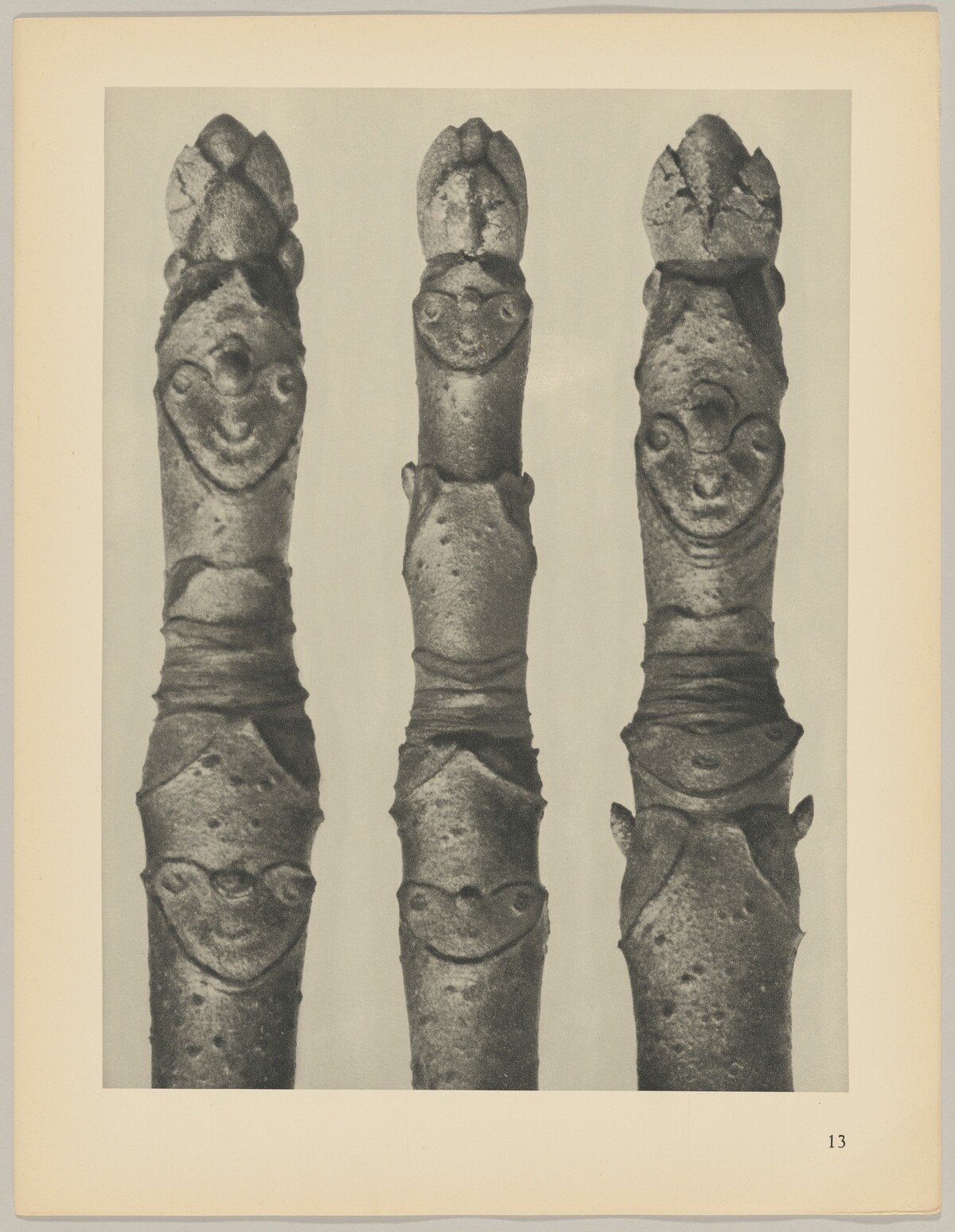 Aesculus parviflora by Karl Blossfeldt