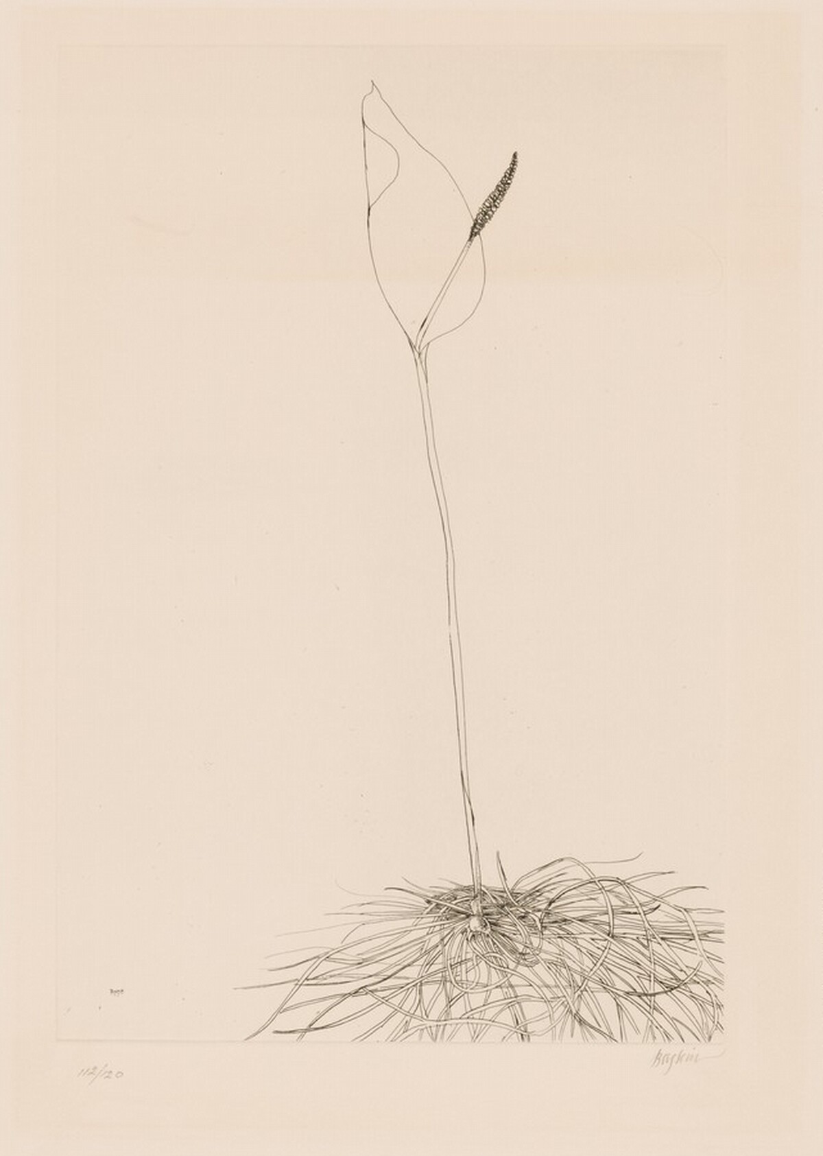 Calla Lily by Leonard Baskin