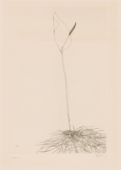 Calla Lily