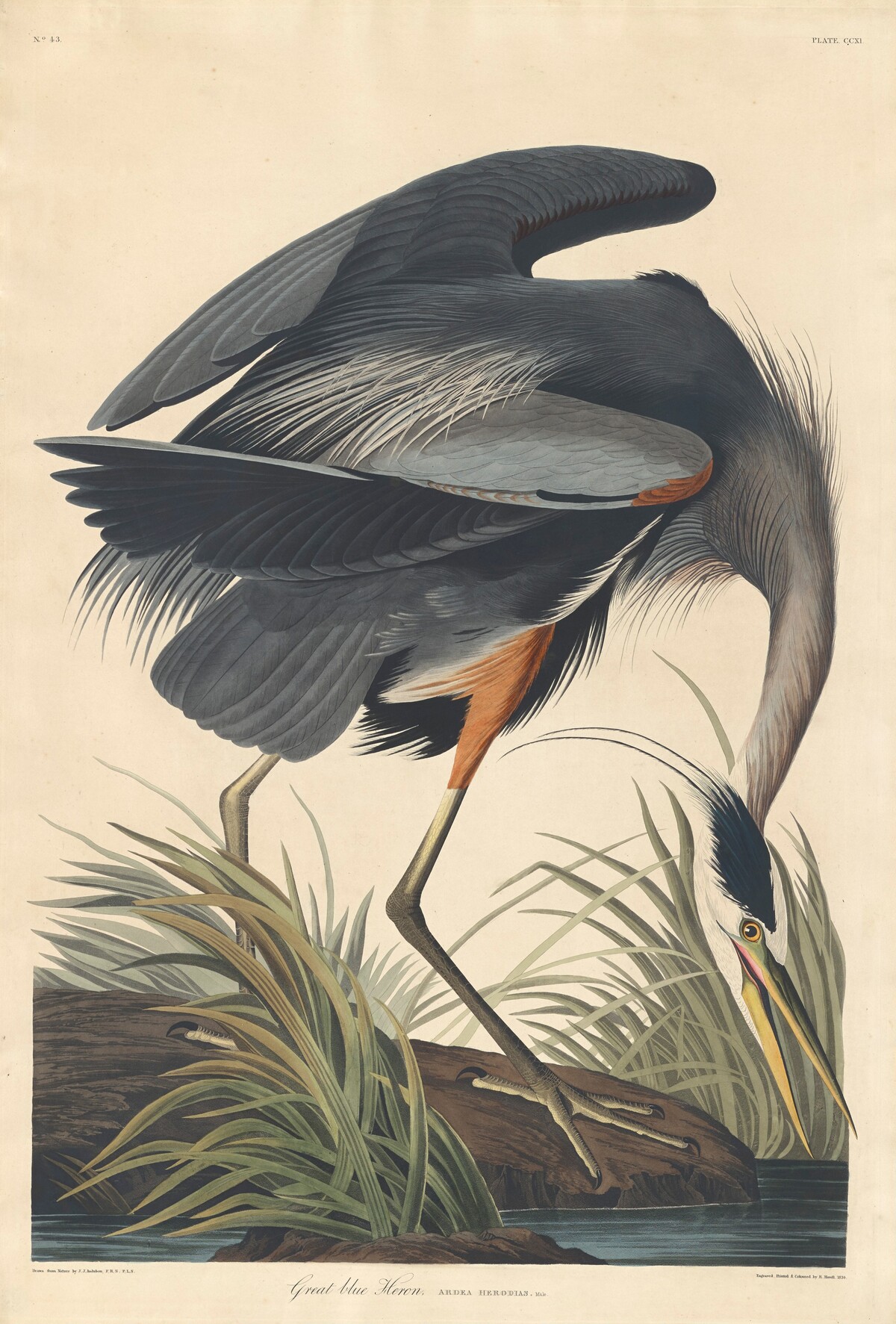 Great blue Heron by Robert Havell after John James Audubon