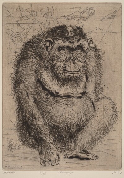 Chimpanzee