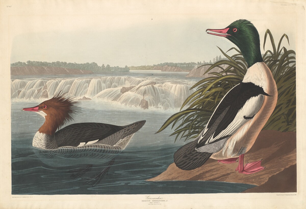 Goosander by Robert Havell after John James Audubon
