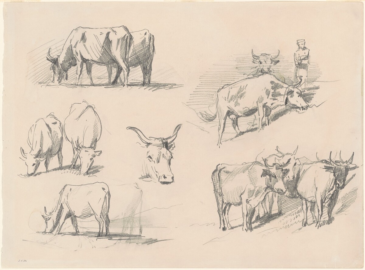 Studies of Cattle by John Singer Sargent