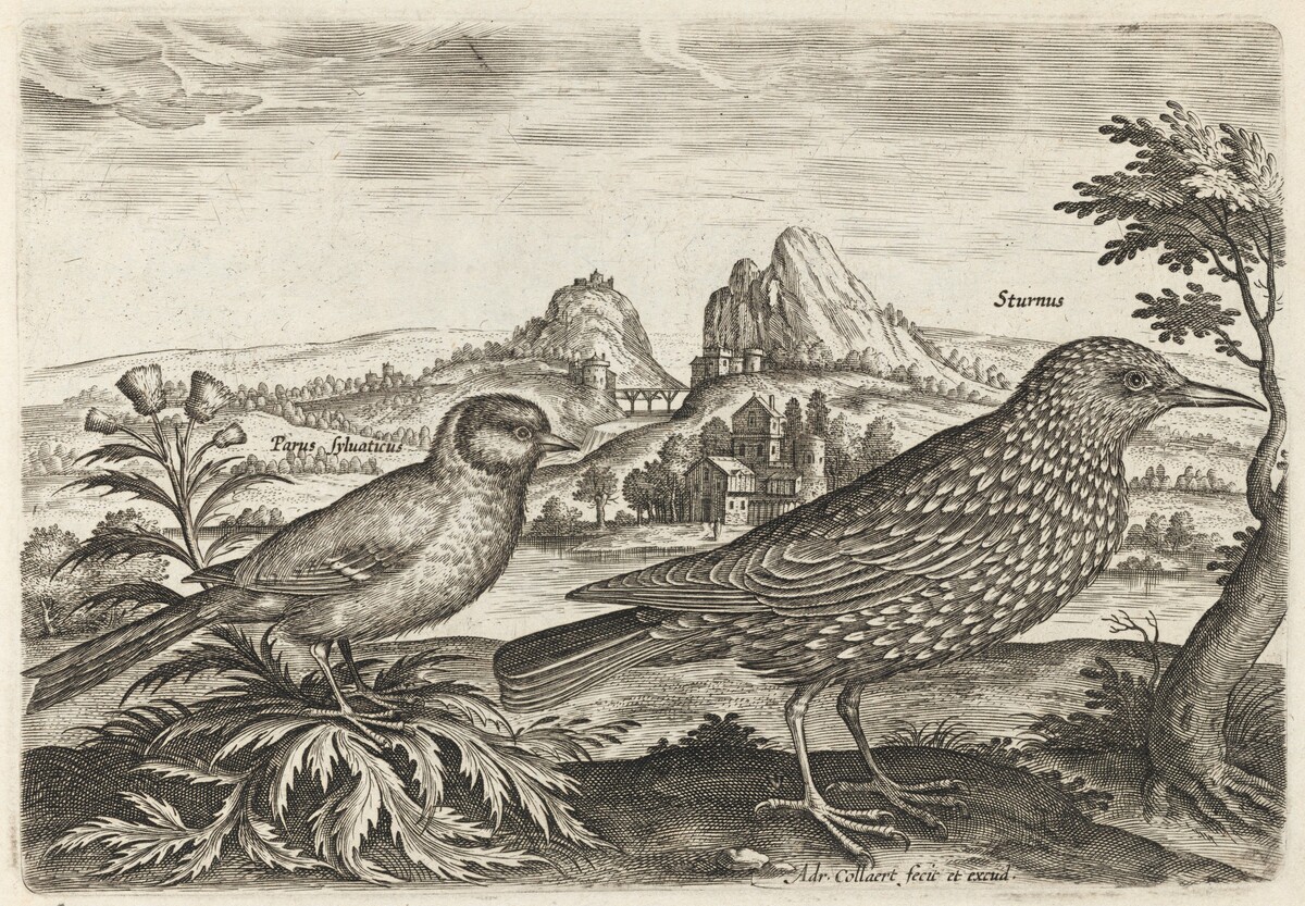 Great Tit and Starling by Adriaen Collaert