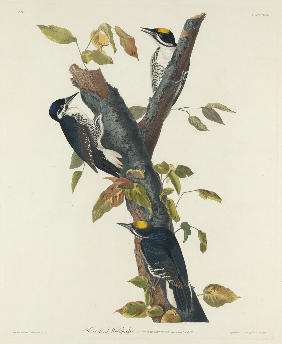 Three-Toed Woodpecker by Robert Havell after John James Audubon
