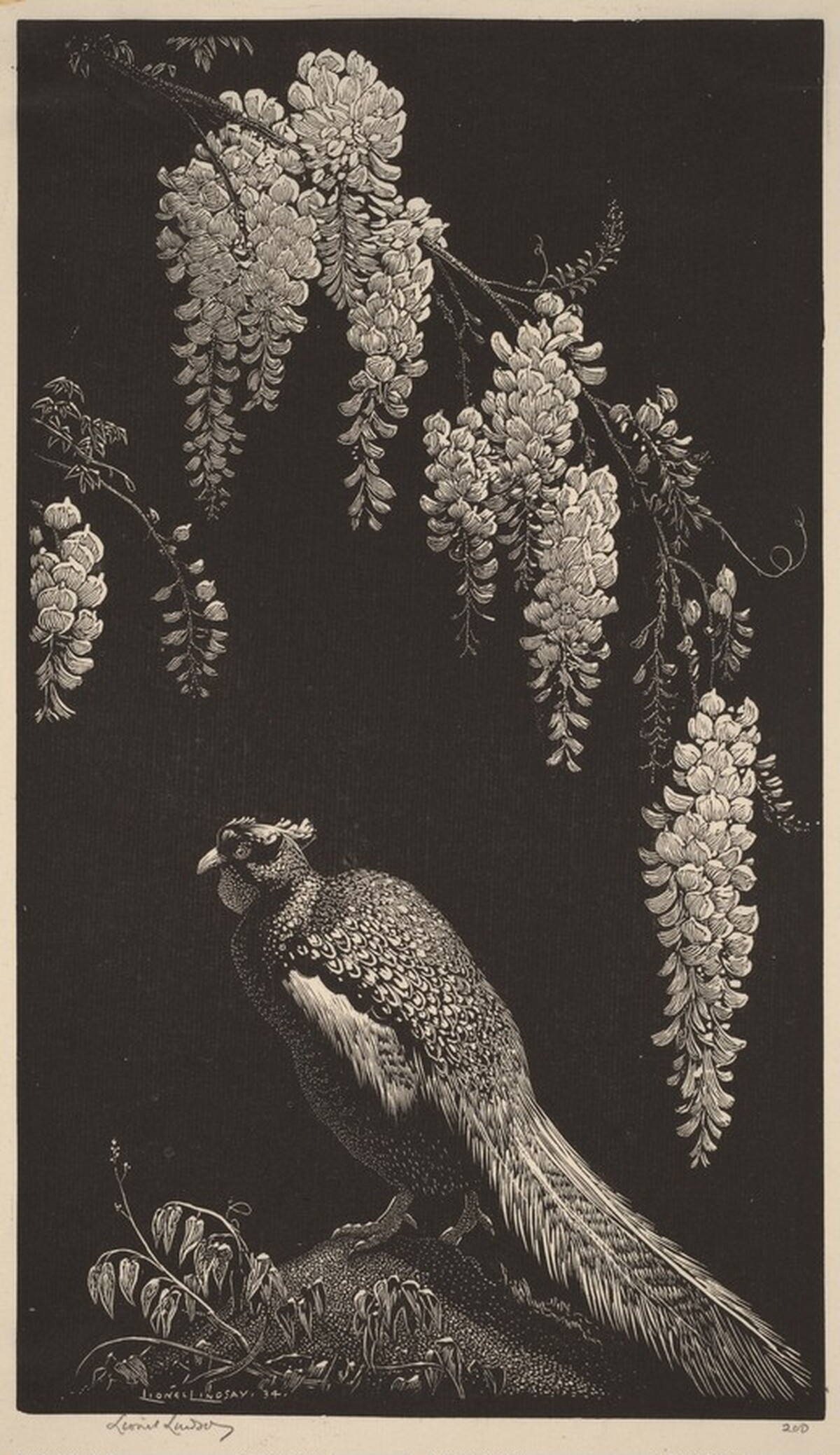 Pheasant and Wisteria by Lionel Lindsay