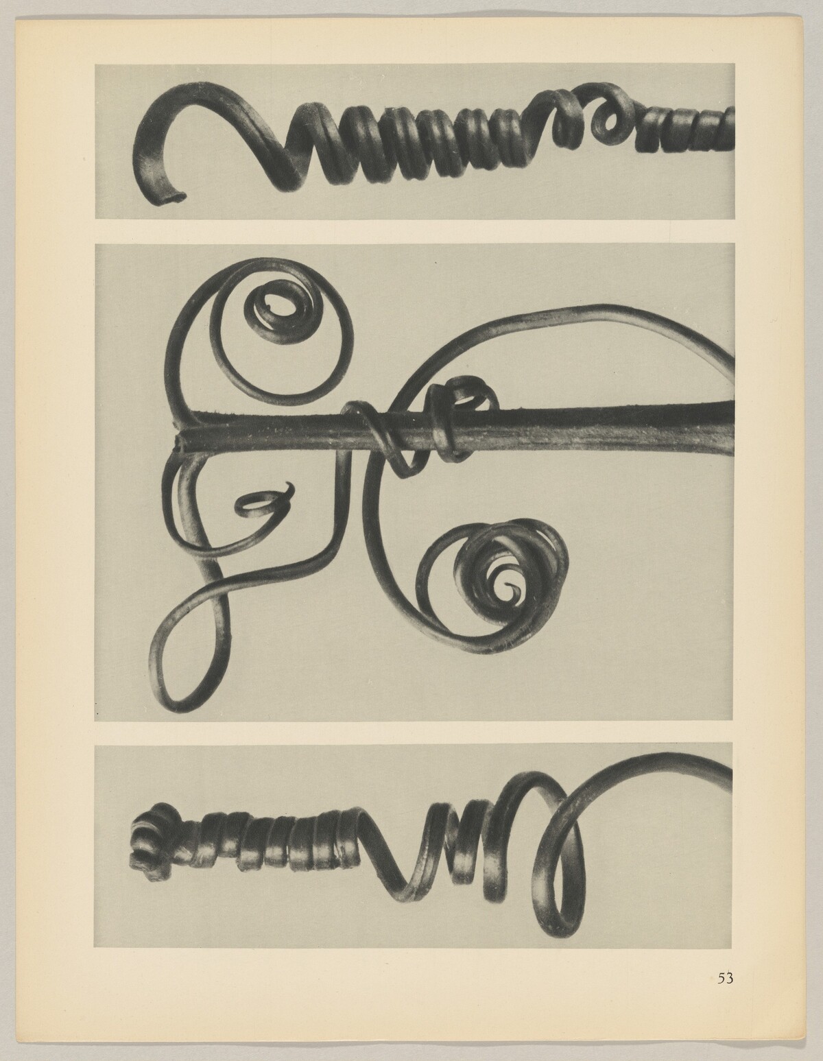 Cucurbita by Karl Blossfeldt