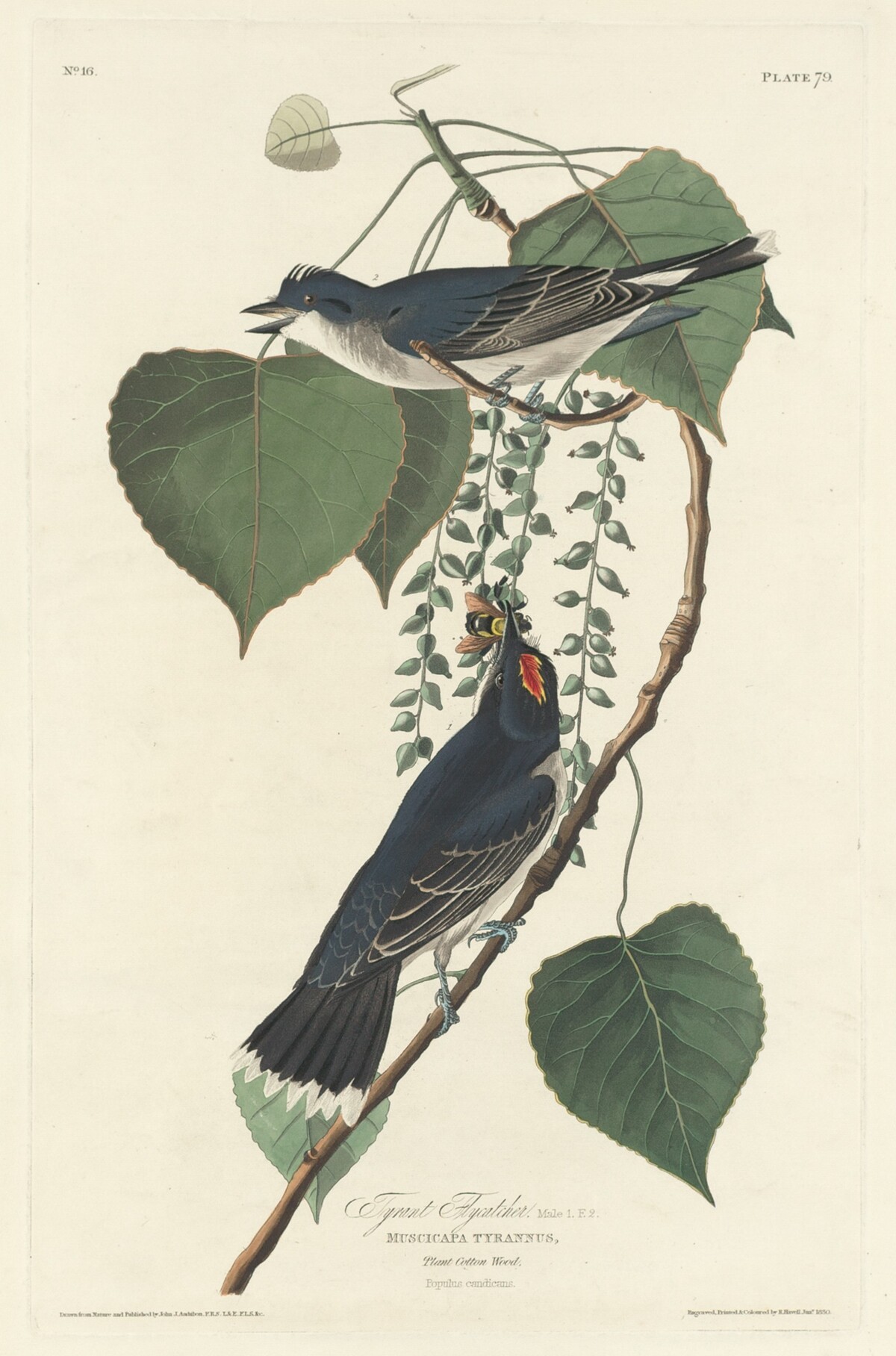 Tyrant Flycatcher by Robert Havell after John James Audubon