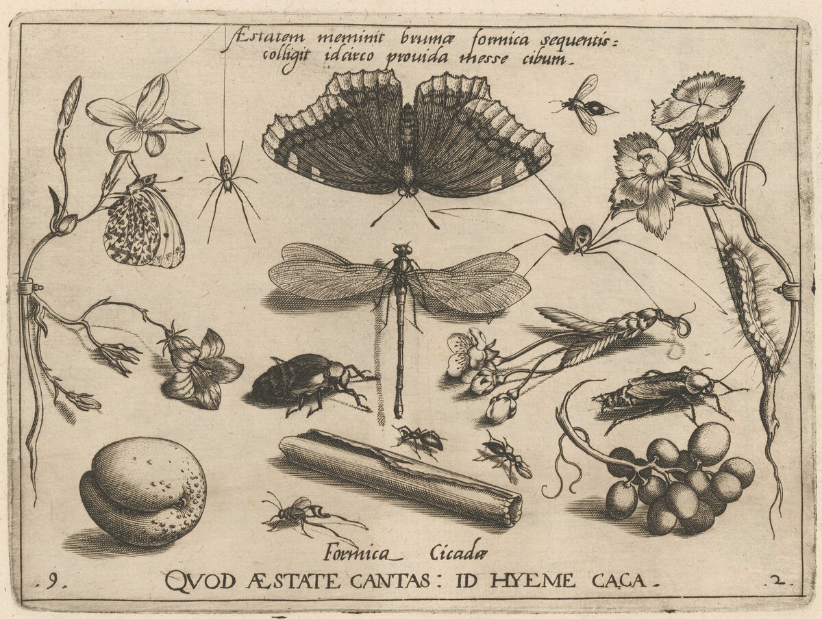 Archetypa studiaque patris Georgii Hoefnagelii [Part 2, Plate 9] by Jacob Hoefnagel after Joris Hoefnagel