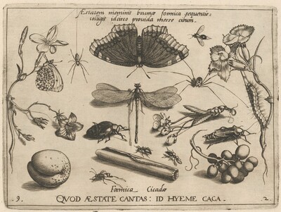 Archetypa studiaque patris Georgii Hoefnagelii [Part 2, Plate 9]