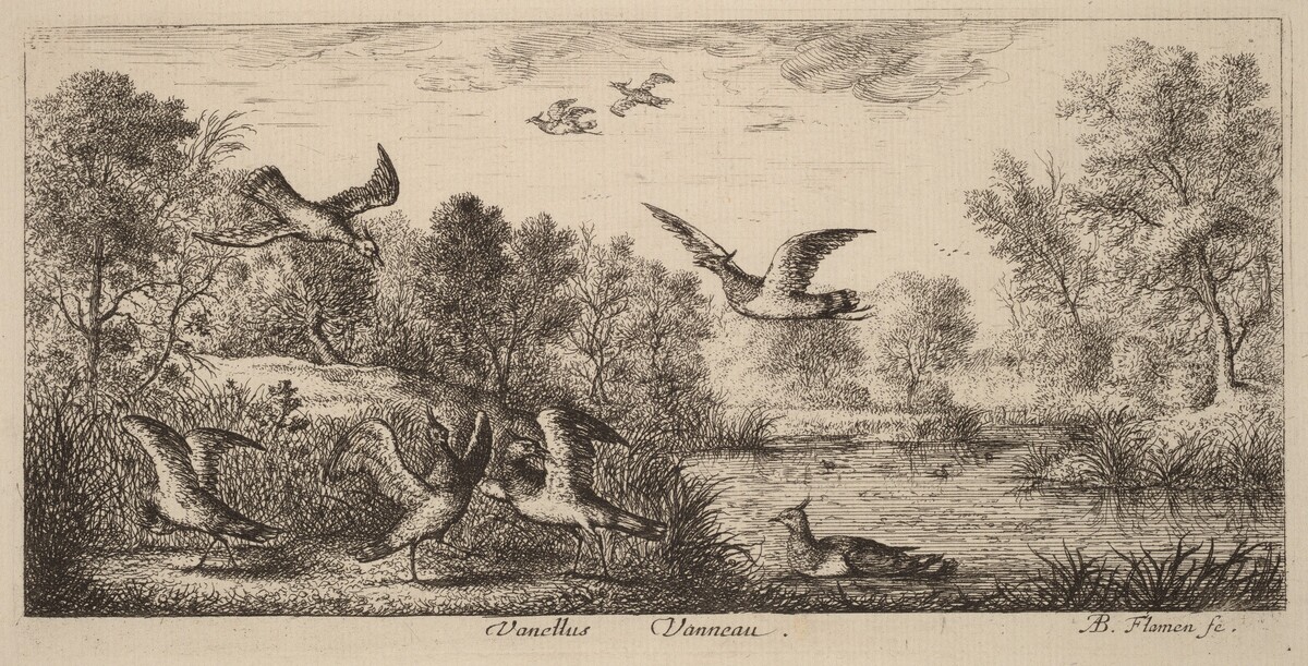 Vanellus, The Lapwing by Albert Flamen