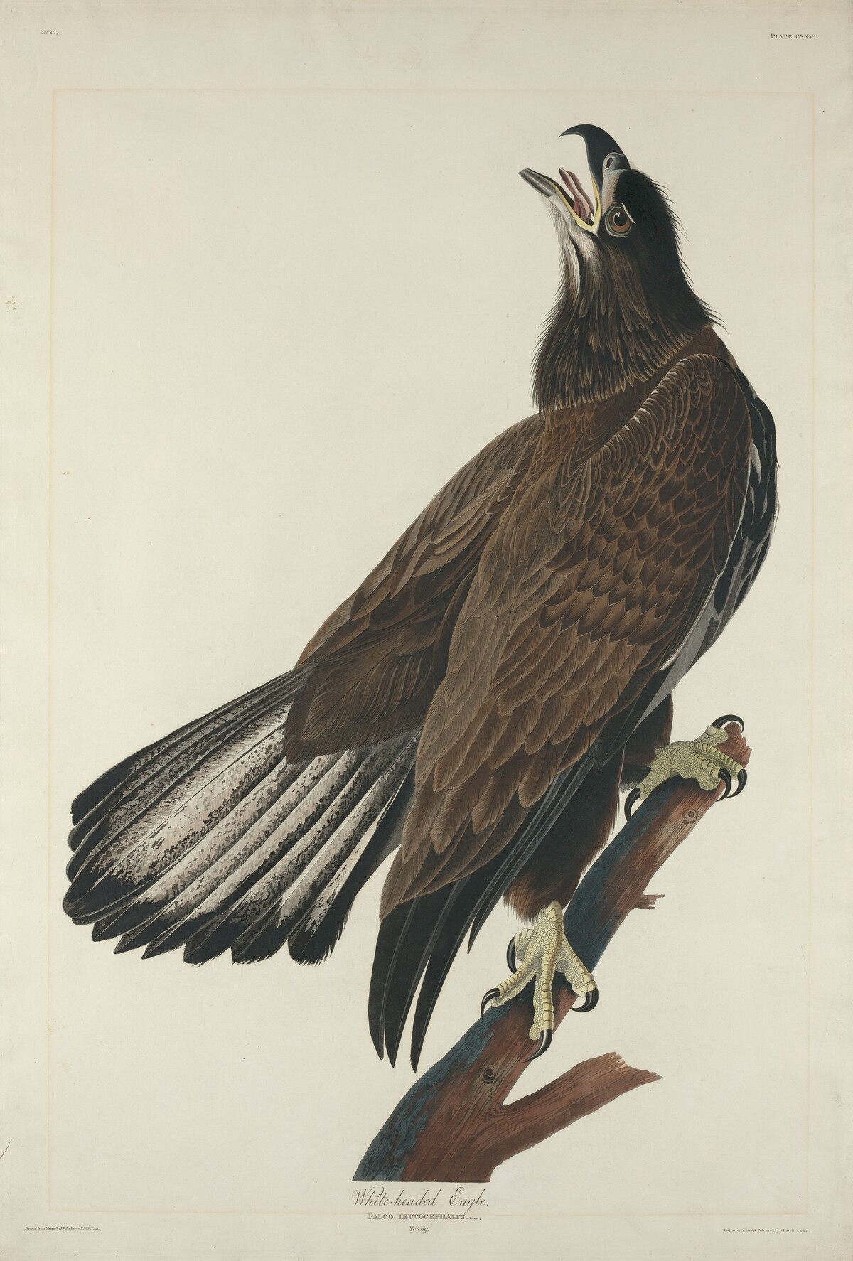 White-Headed Eagle by Robert Havell after John James Audubon
