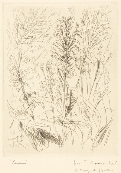 "Cannas"