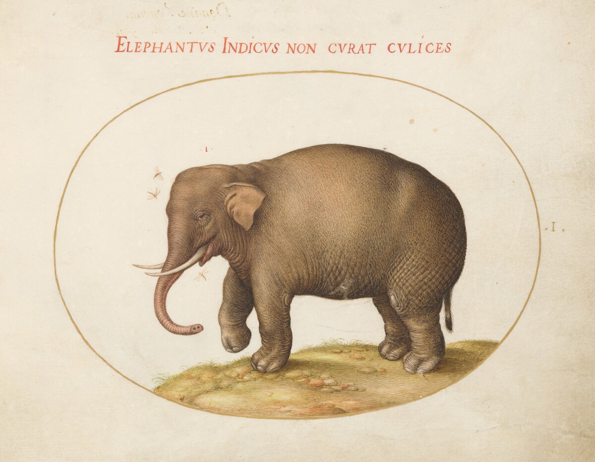 Plate 1: Elephant with Insects by Joris Hoefnagel